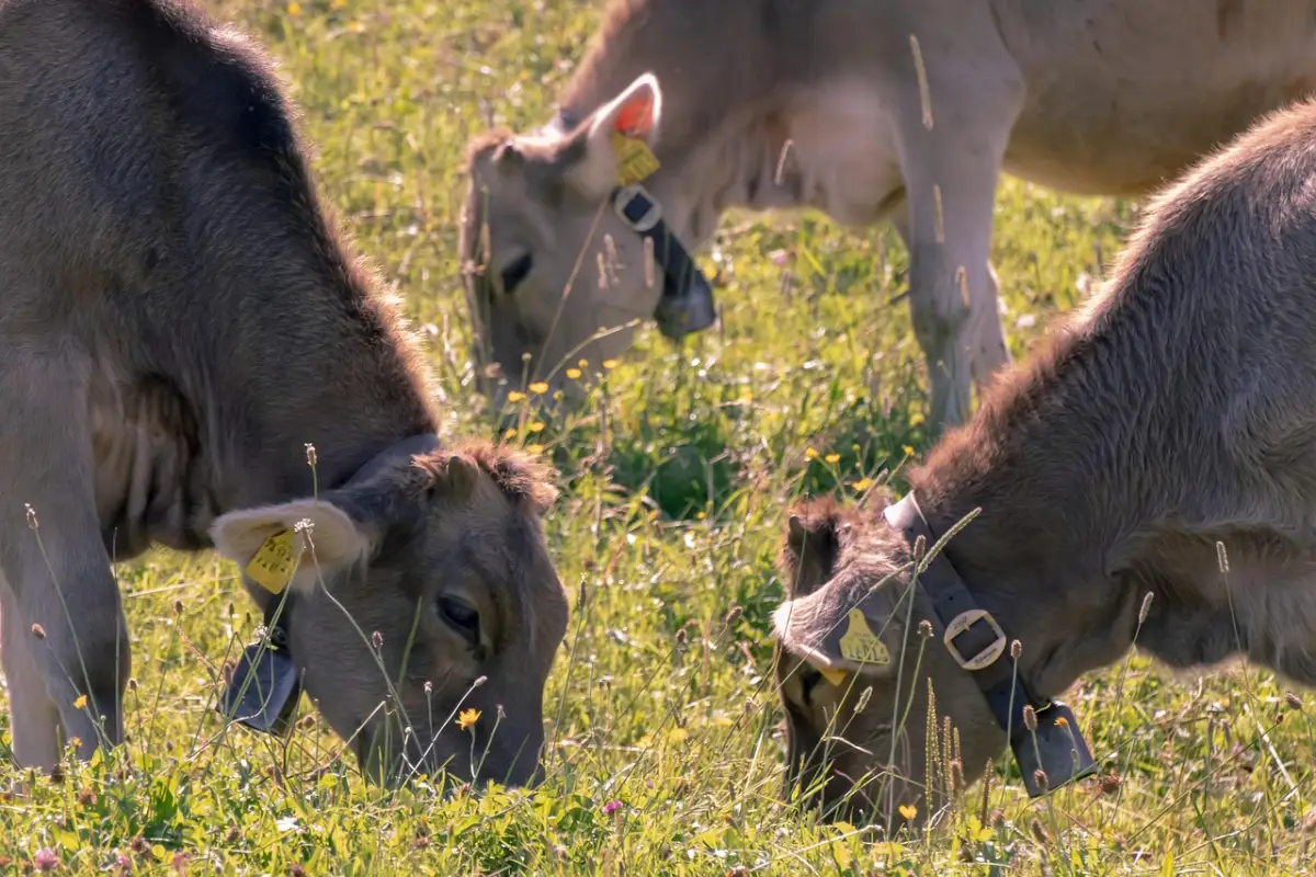 地方企業の面接で評価される誠実さの見せ方