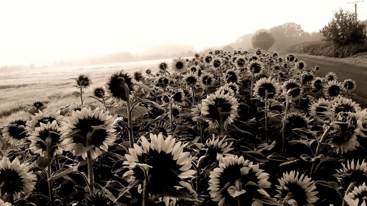 強みと市場価値を結びつける「接点発見」質問