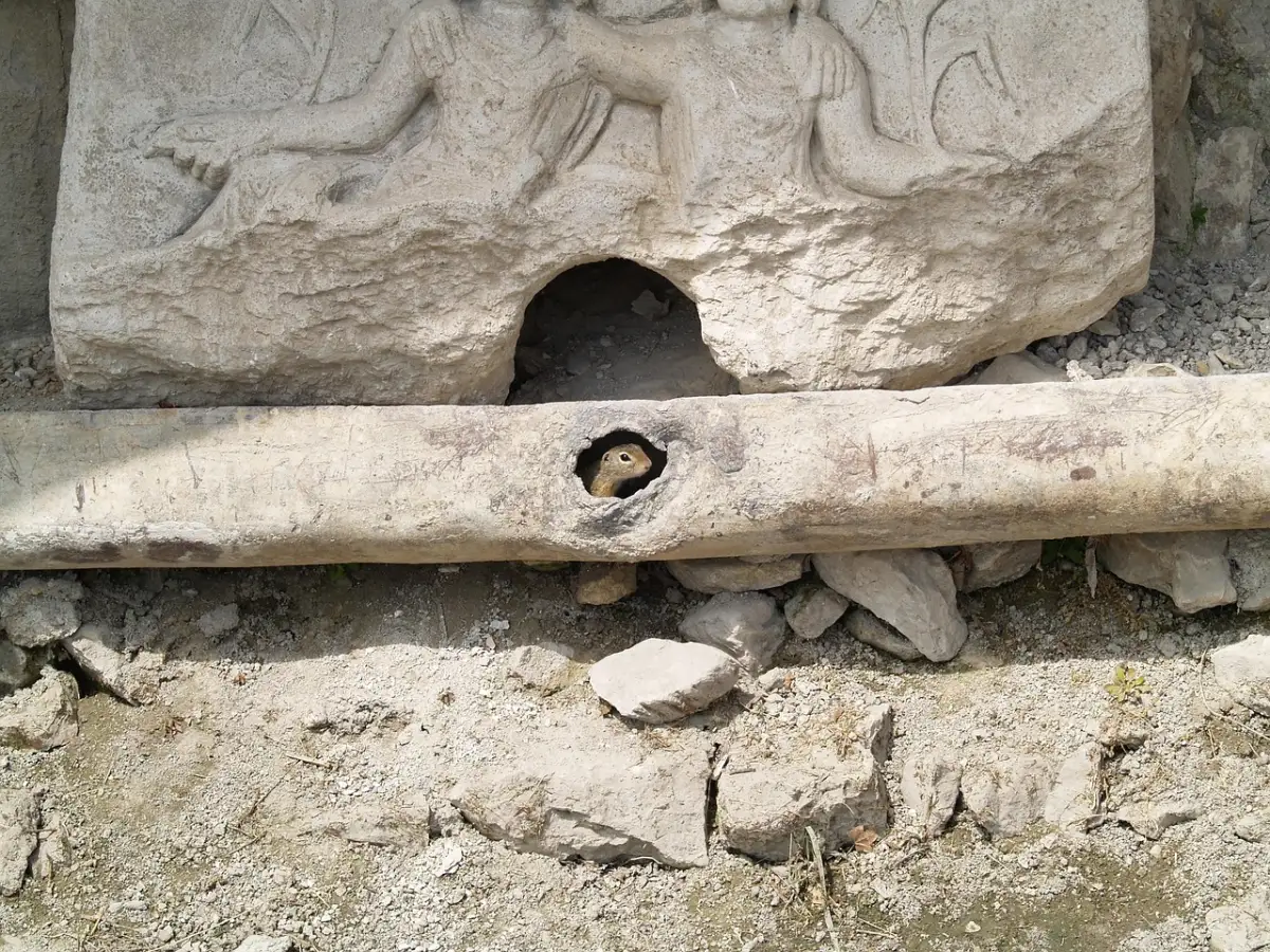 独立経験を「組織適応力」に転換する戦略