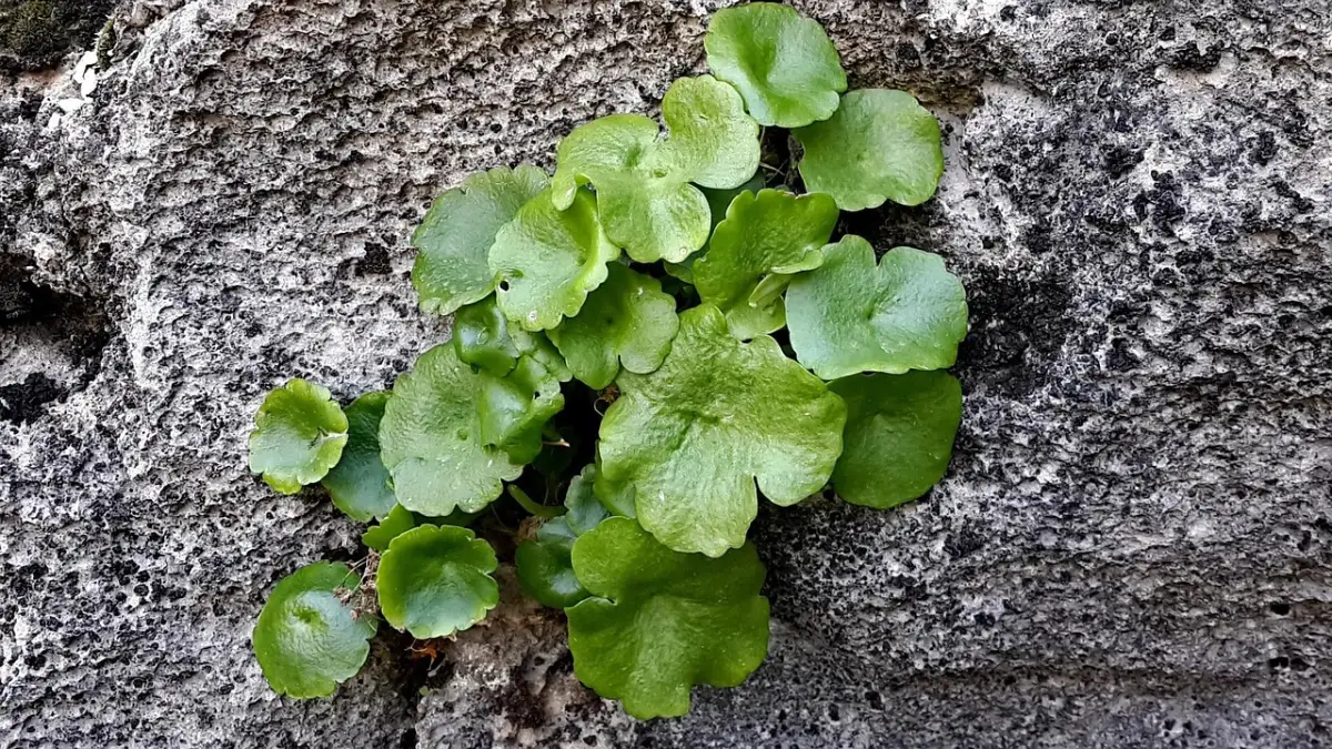 マーケターが転職で評価されるプレゼンスキル