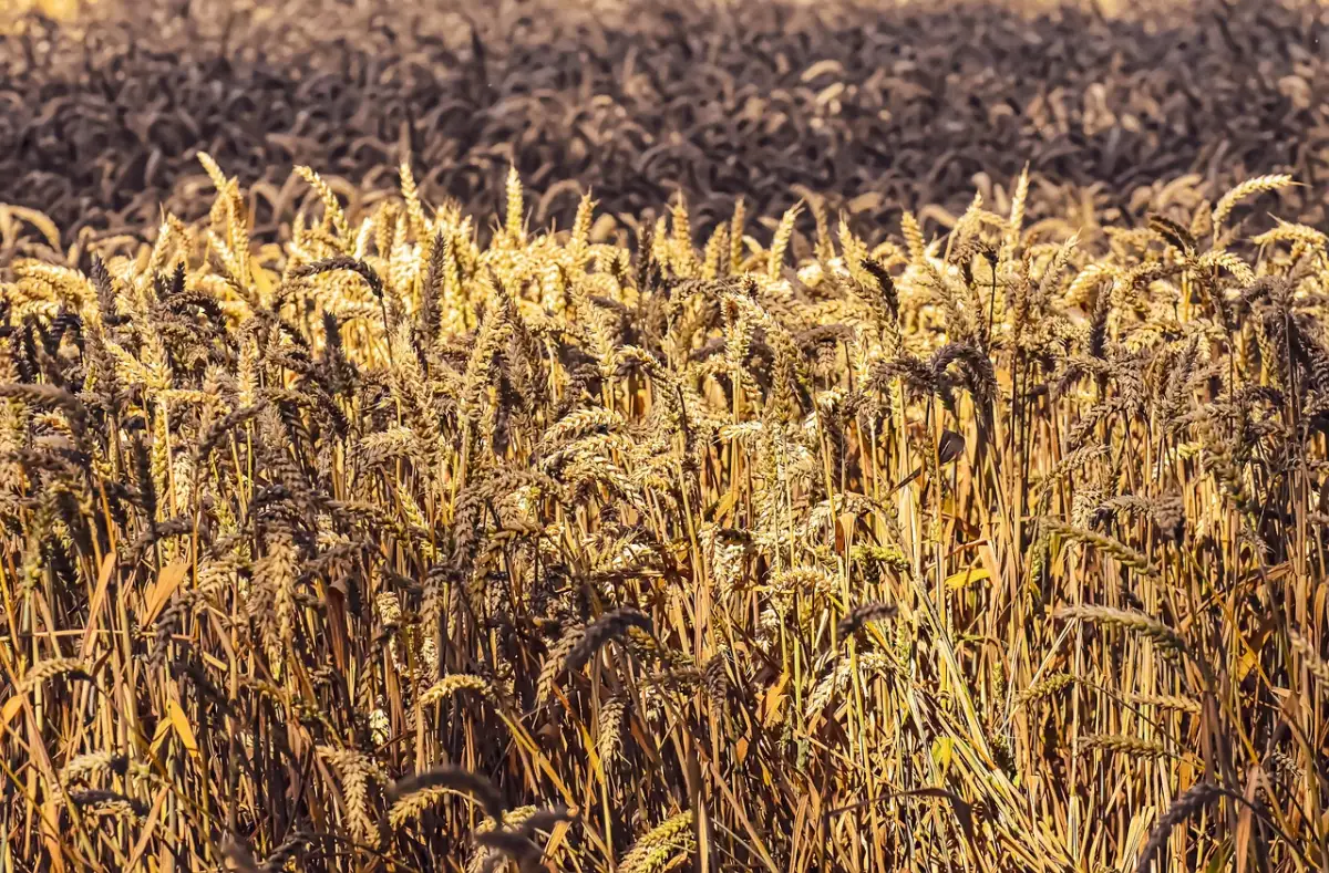 未経験分野への転身を成功させる学習ロードマップ