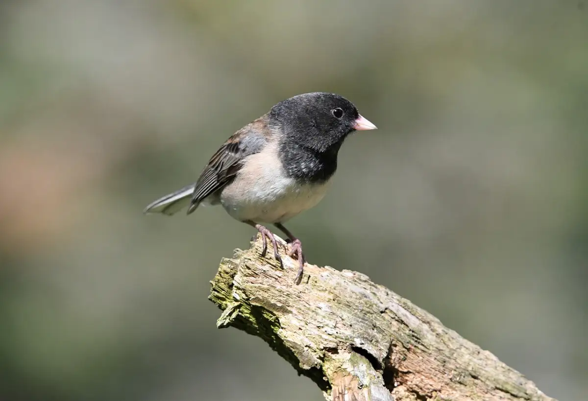 AI考察で見る採用担当が注目する応募書類の特徴